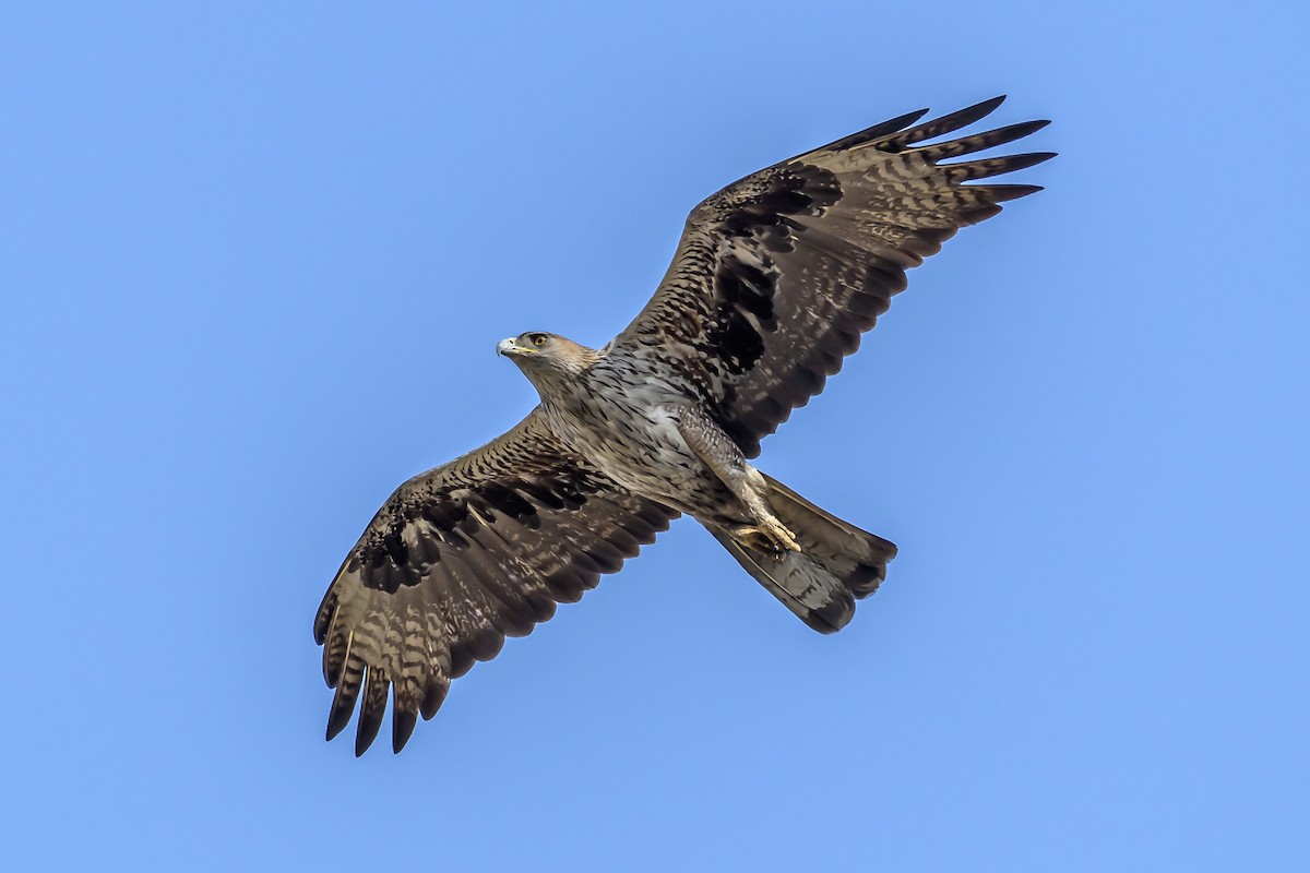 Bonelli's Eagle - Nitin Chandra