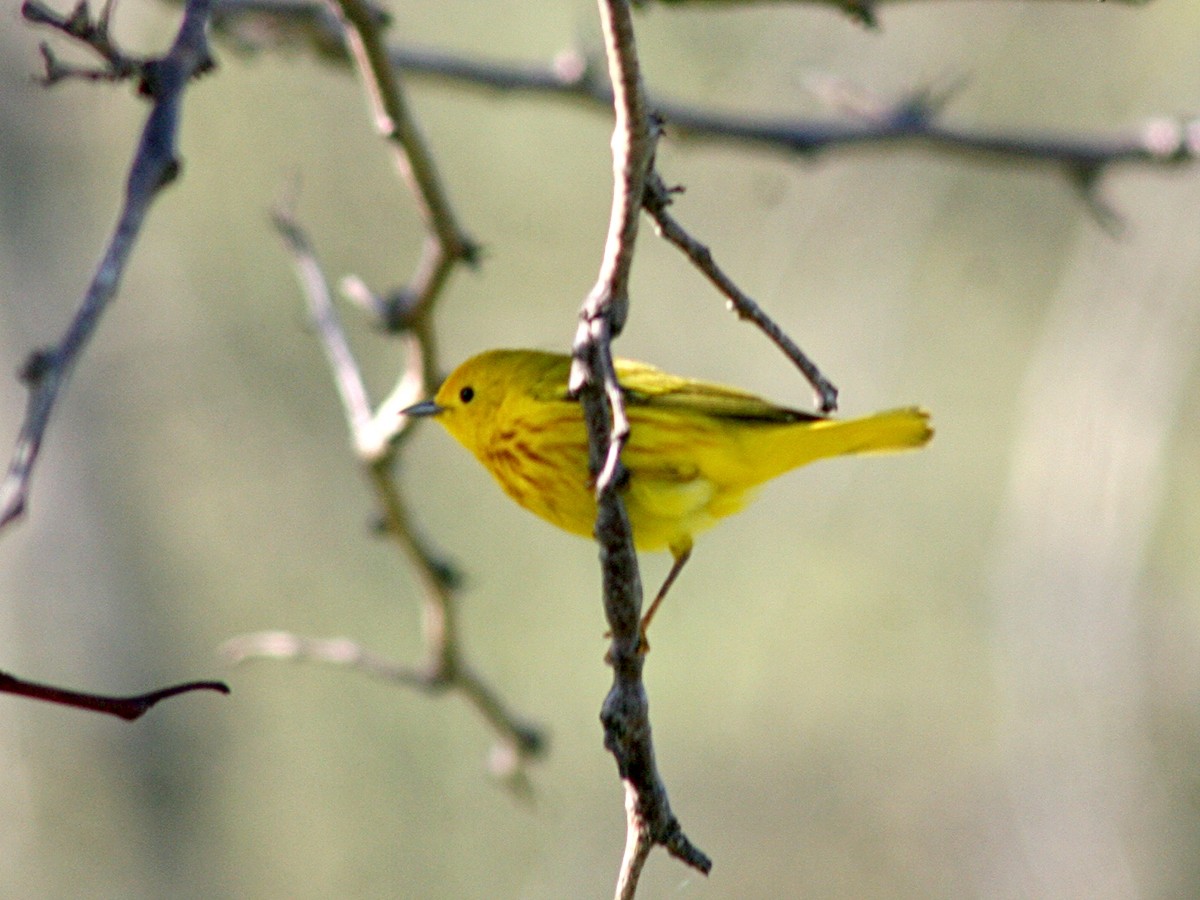 Yellow Warbler - Sherry Plessner