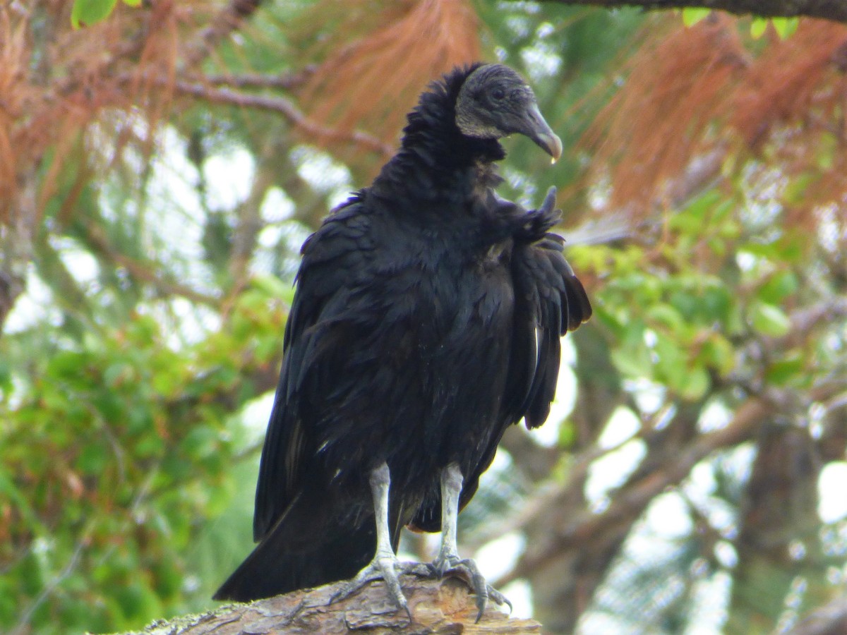 Black Vulture - Jim Mott