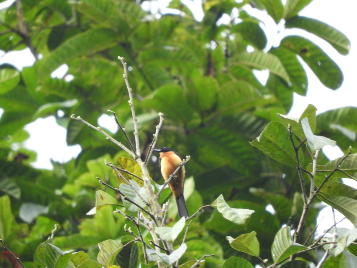 Yellow-crested Tanager - ML156149961