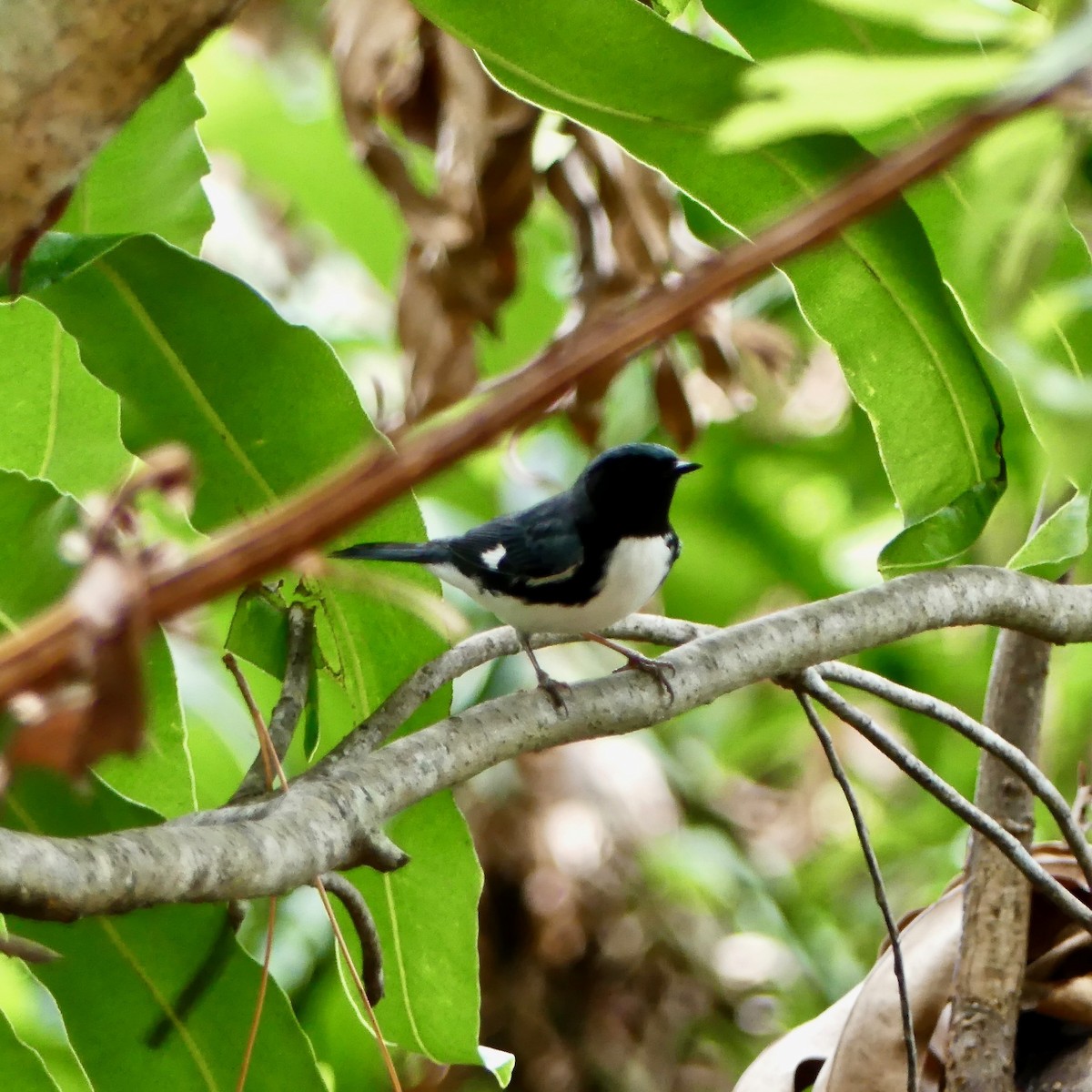 Black-throated Blue Warbler - Tom Shepard