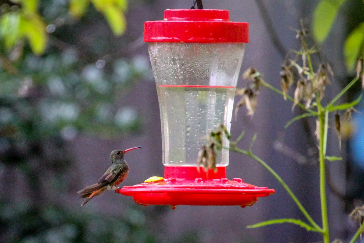 Buff-bellied Hummingbird - ML156152171