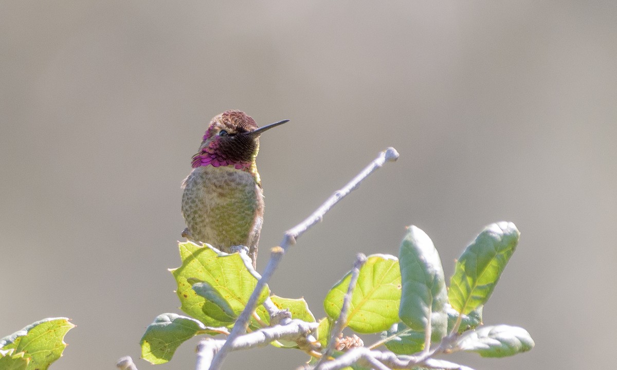 Anna's Hummingbird - ML156152271