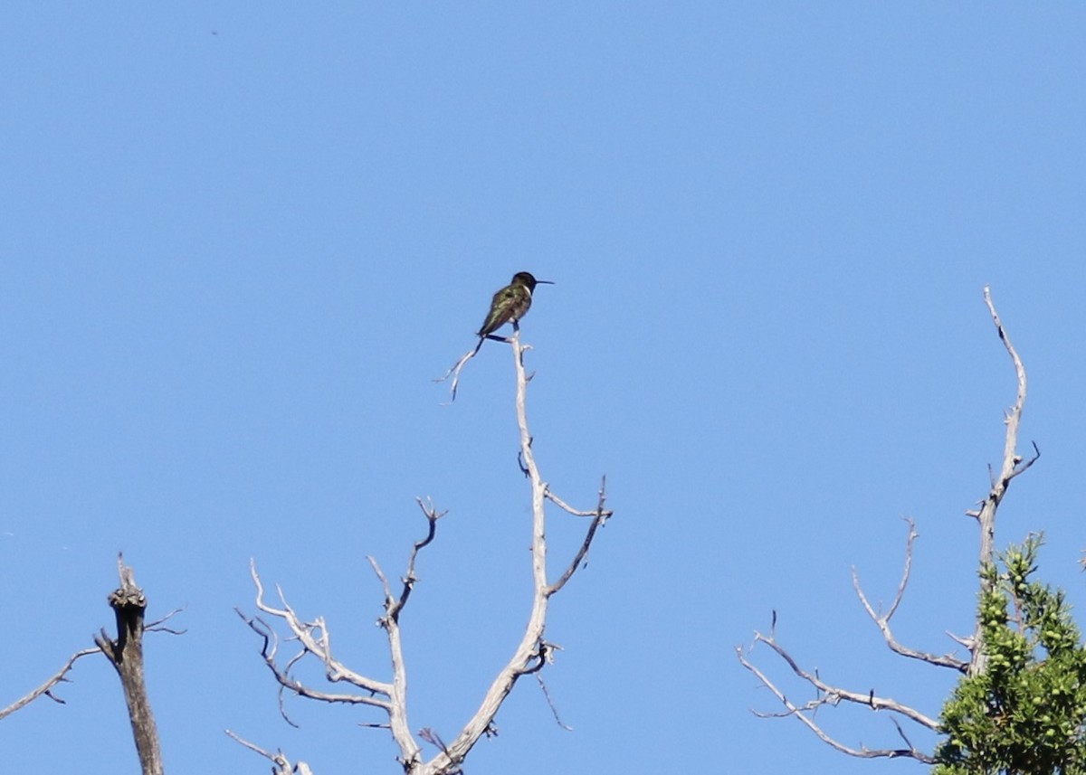 Black-chinned Hummingbird - ML156154061