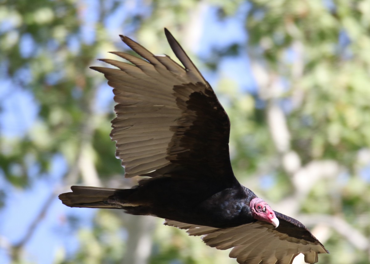 Turkey Vulture - ML156154251