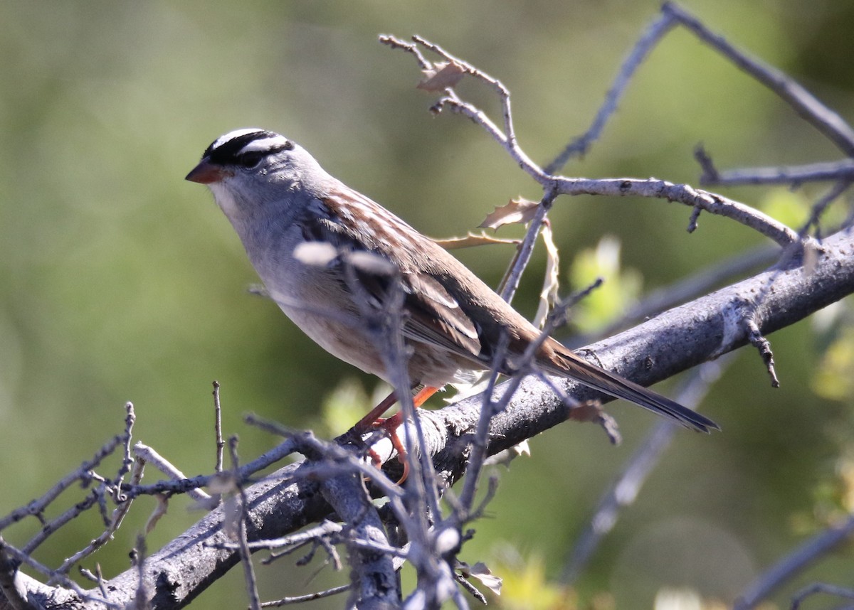 White-crowned Sparrow (Dark-lored) - Louis Hoeniger