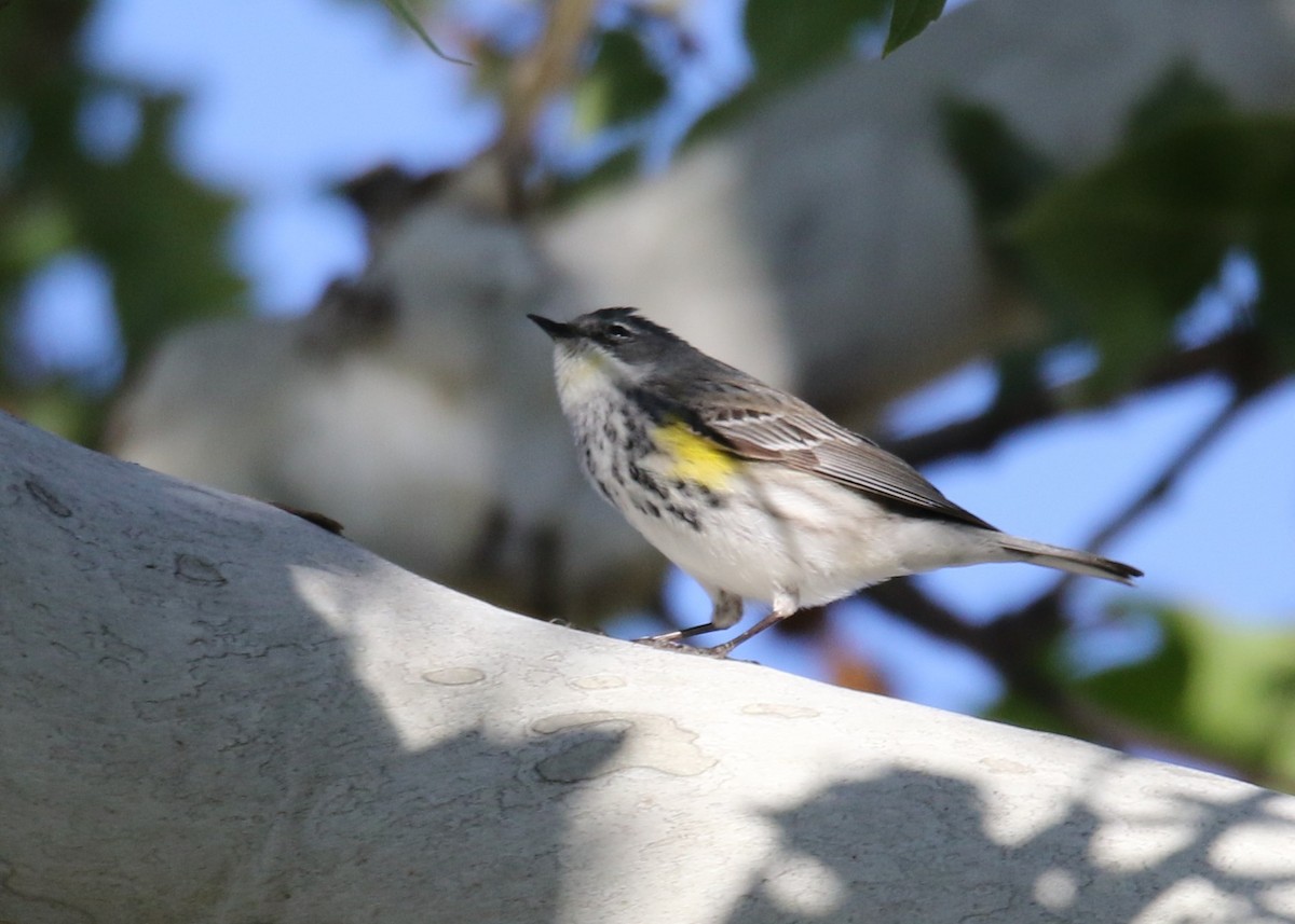 Yellow-rumped Warbler (Myrtle x Audubon's) - ML156155761