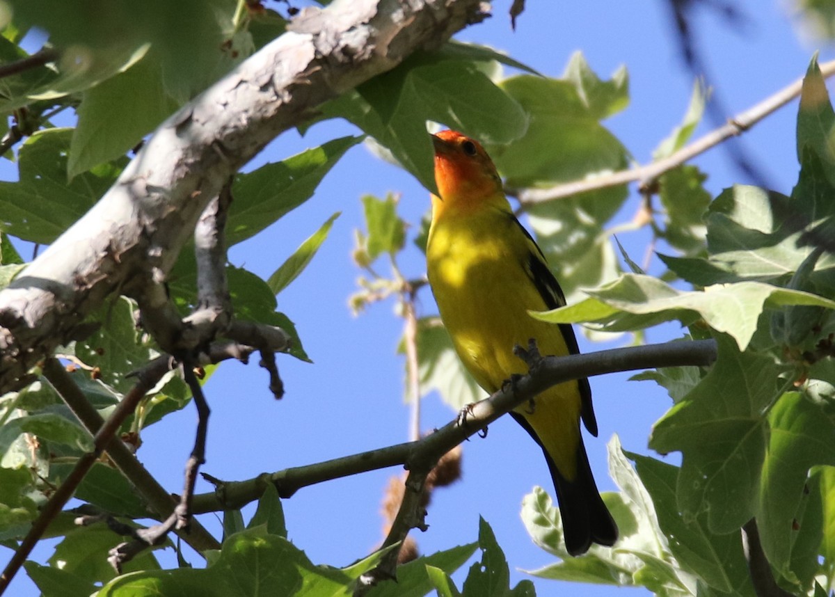 Western Tanager - ML156155921