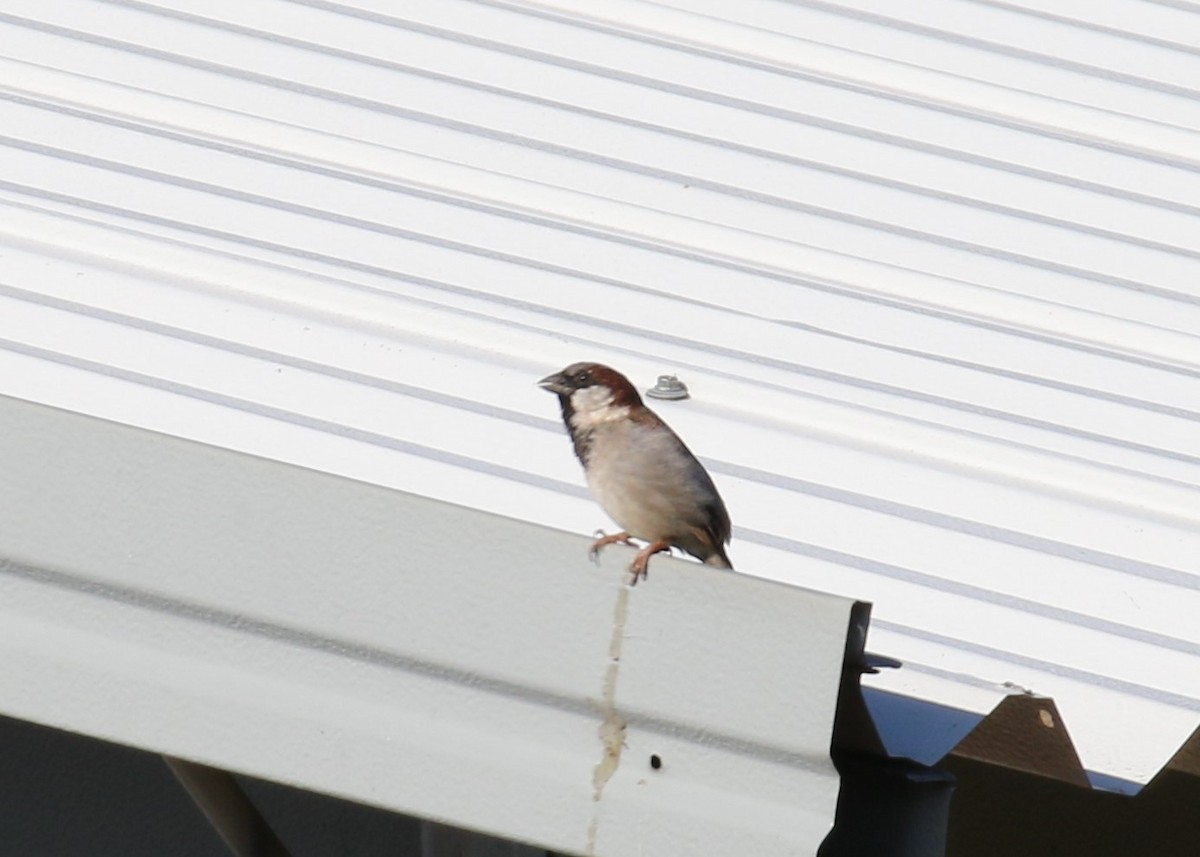 House Sparrow - ML156156051
