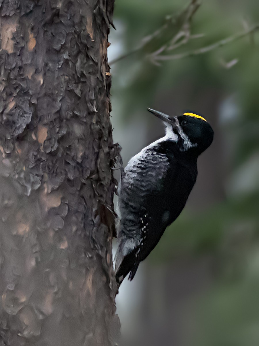 Black-backed Woodpecker - Brian Elder