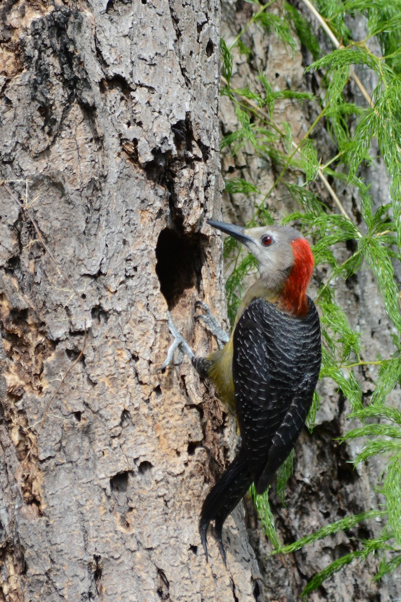 Jamaican Woodpecker - ML156161981