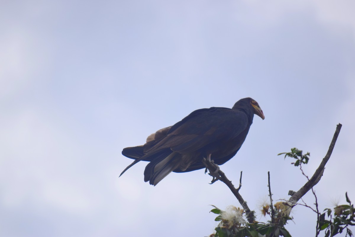 Lesser Yellow-headed Vulture - Gabriela Da Silva Bo