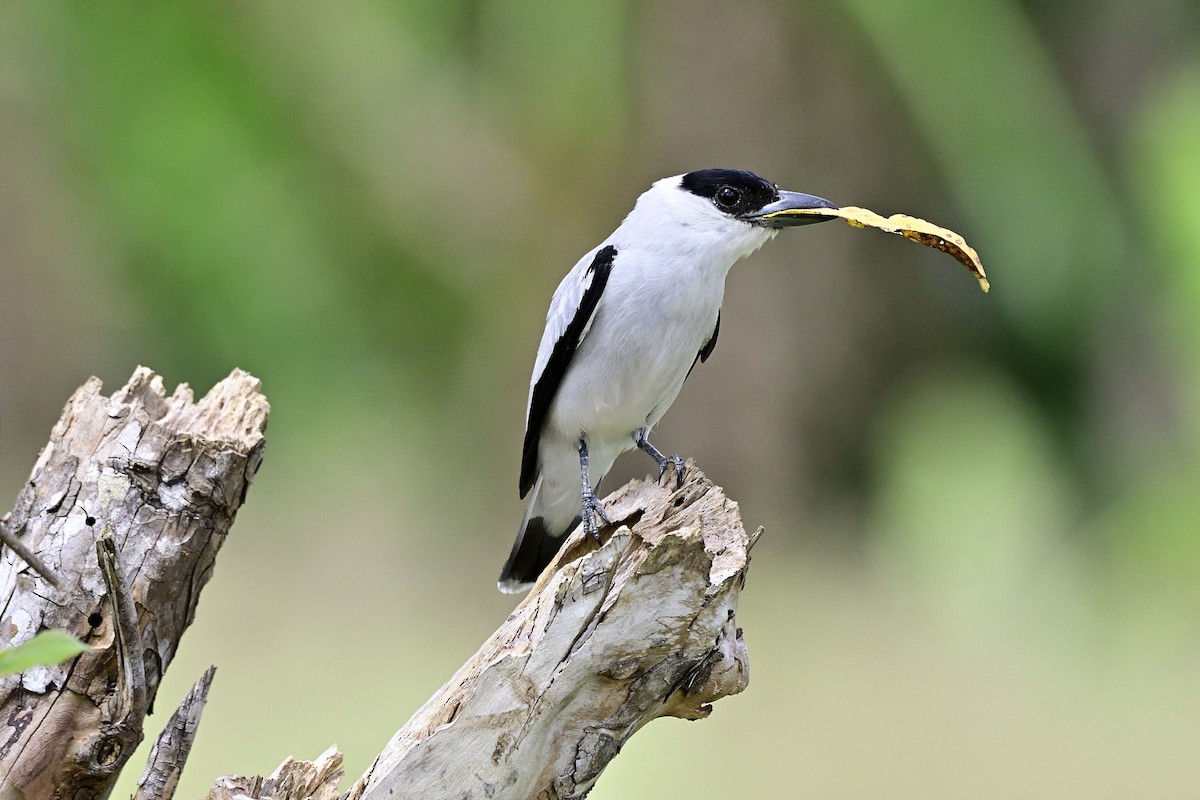 Black-crowned Tityra - Luis Guillermo