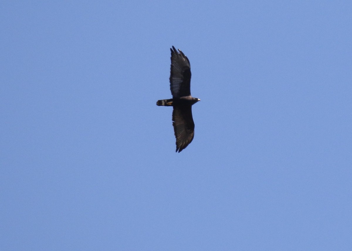 Zone-tailed Hawk - Louis Hoeniger
