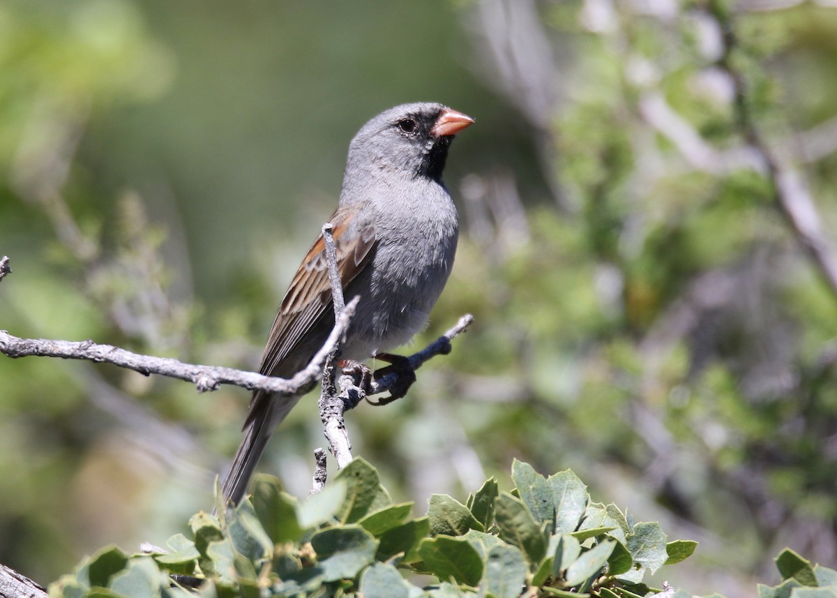 Black-chinned Sparrow - ML156166251