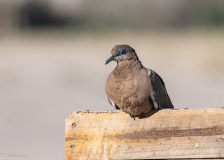 West Peruvian Dove, ML156166761