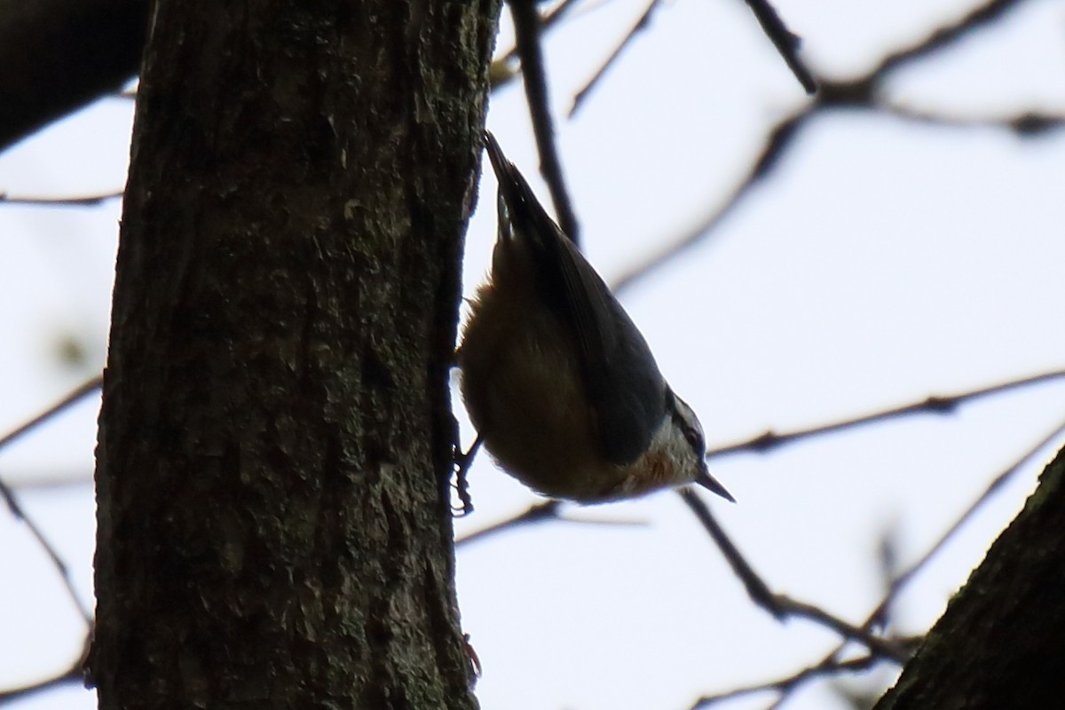 Red-breasted Nuthatch - Pat Herrick