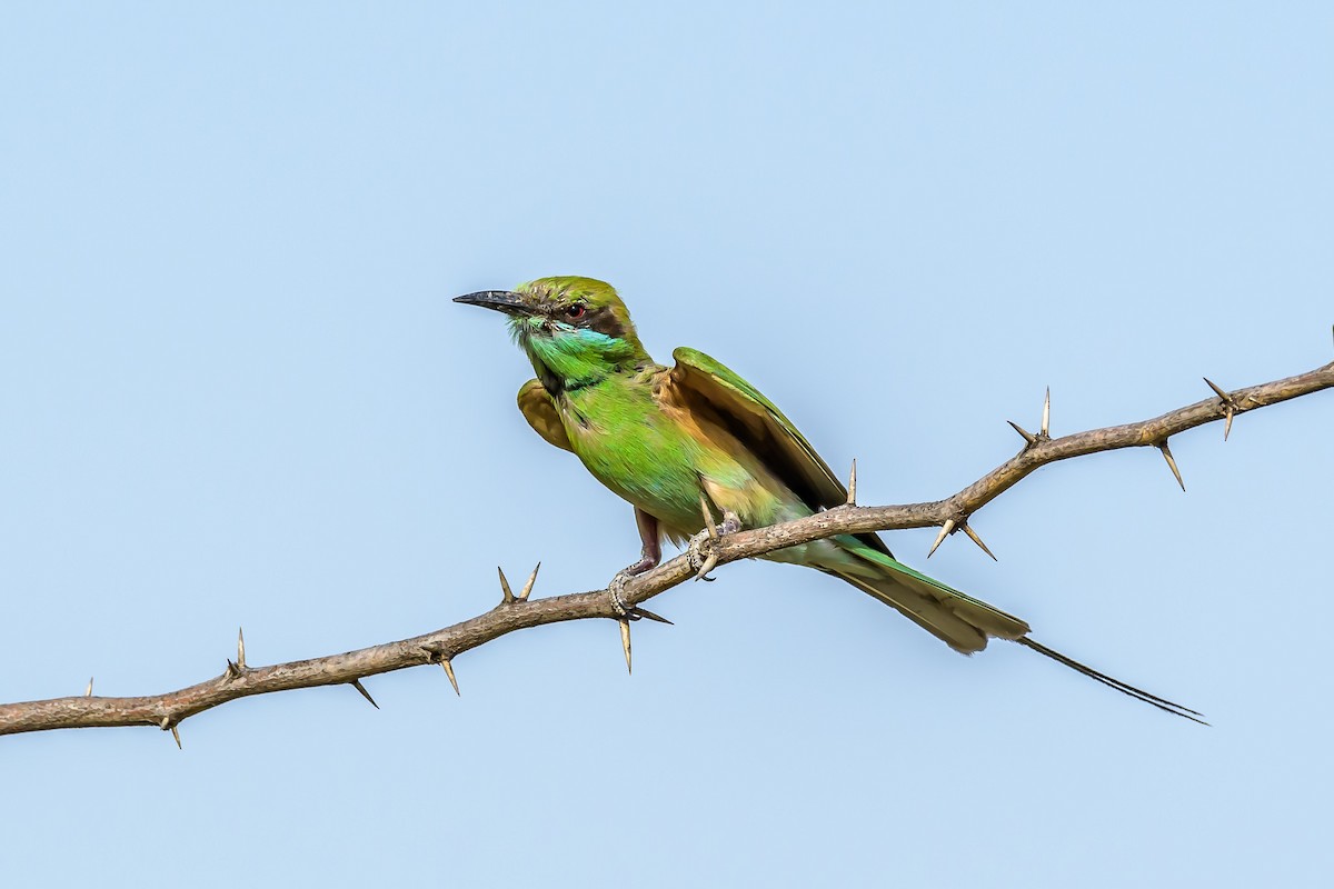 Asian Green Bee-eater - Nitin Chandra