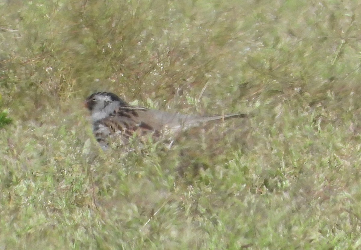 Harris's Sparrow - ML156168101