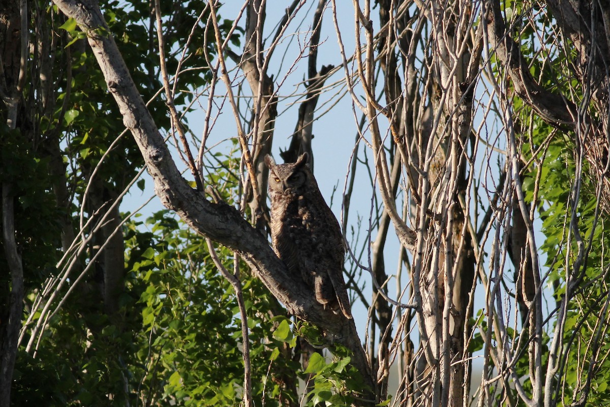 Great Horned Owl - ML156170251