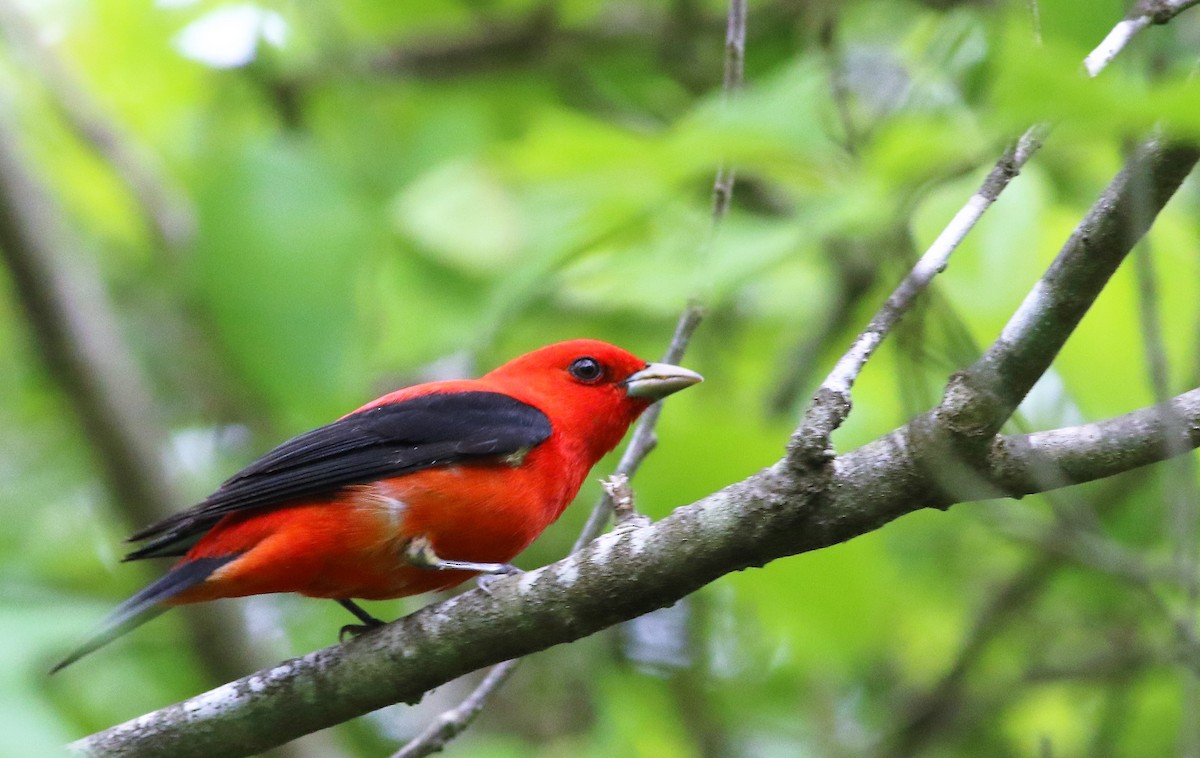 Scarlet Tanager - ML156170431