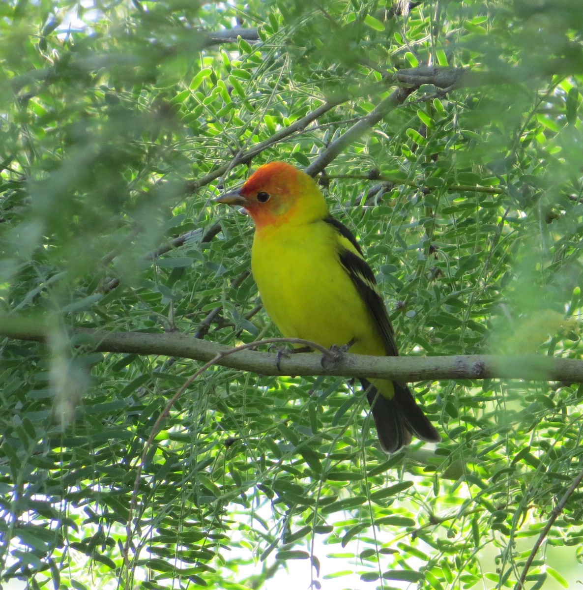 Western Tanager - ML156174201