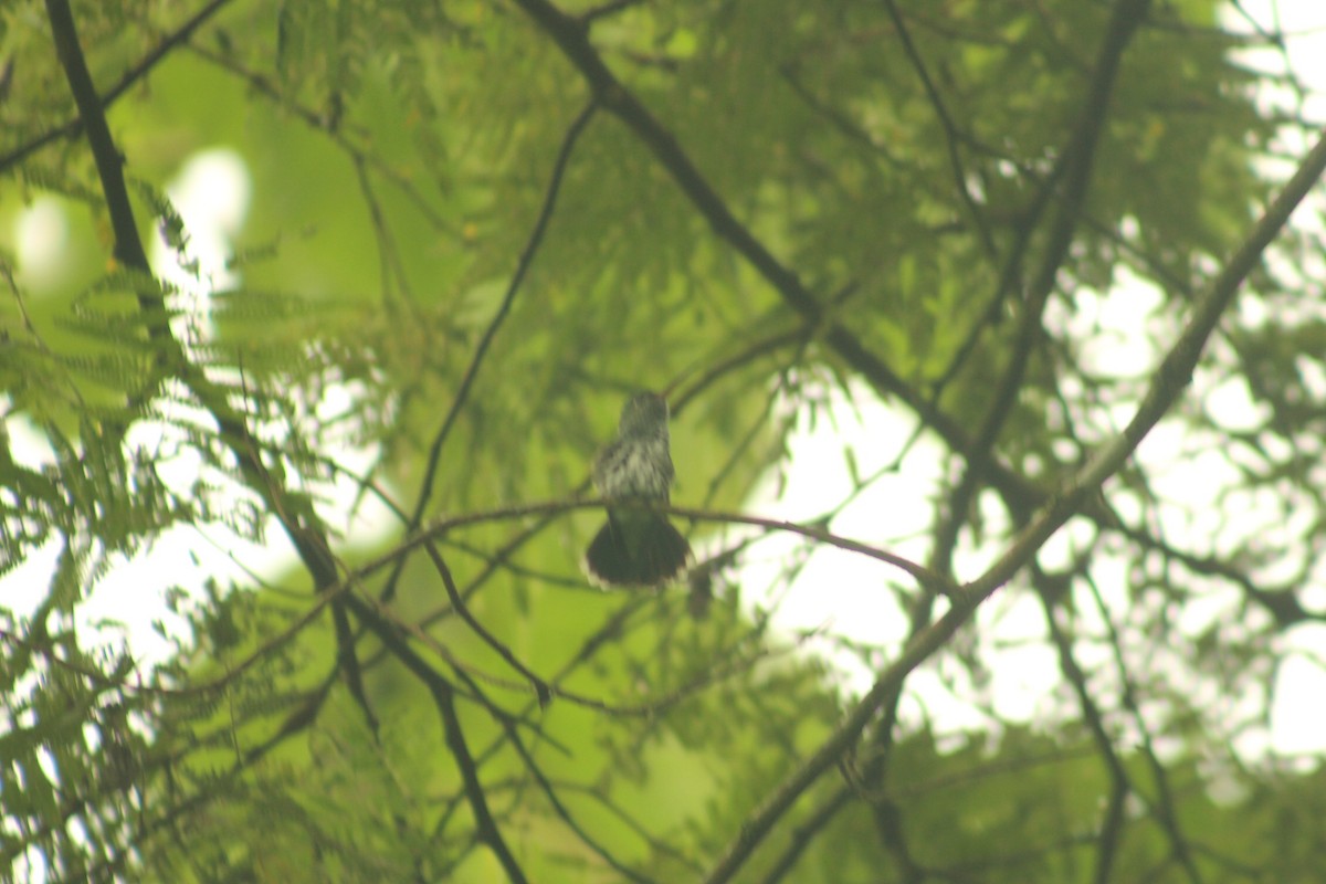 kolibřík šedoprsý - ML156174231
