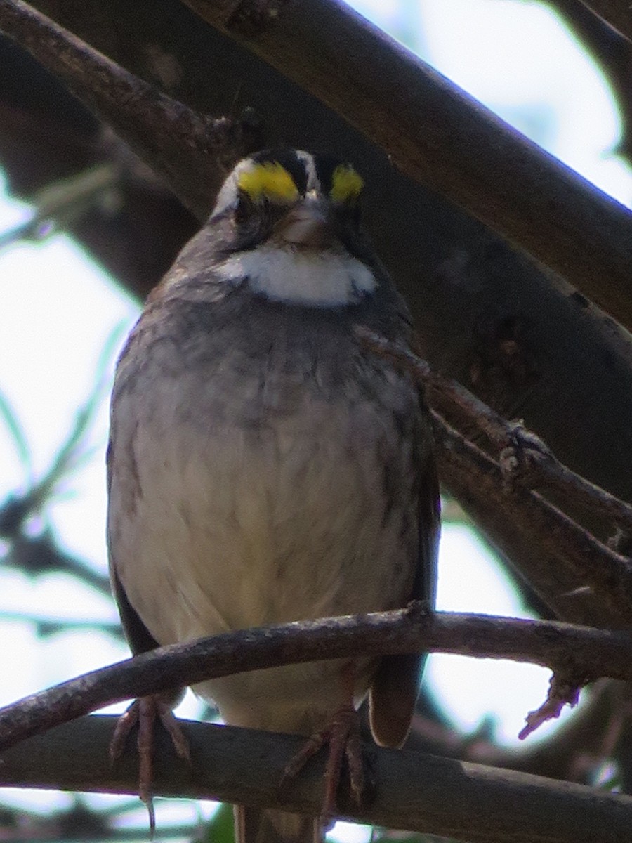 White-throated Sparrow - ML156174461