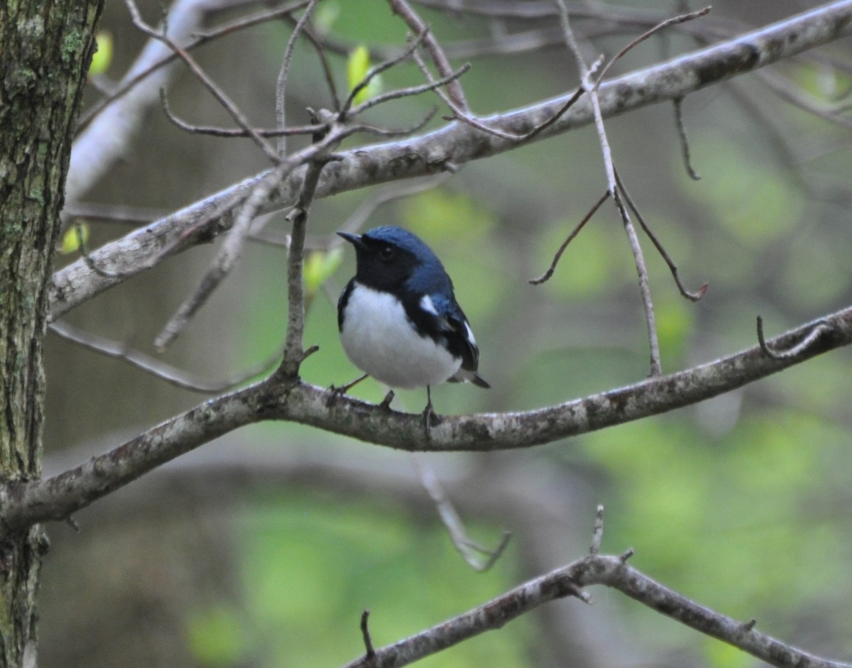 Black-throated Blue Warbler - ML156174861