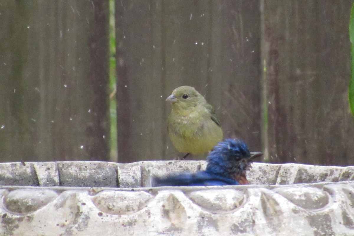 Painted Bunting - ML156175671