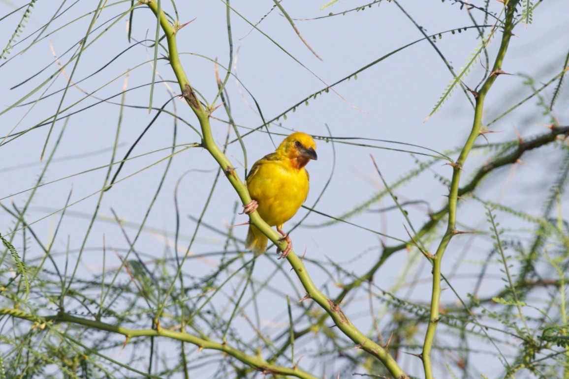 Southern Brown-throated Weaver - ML156183771