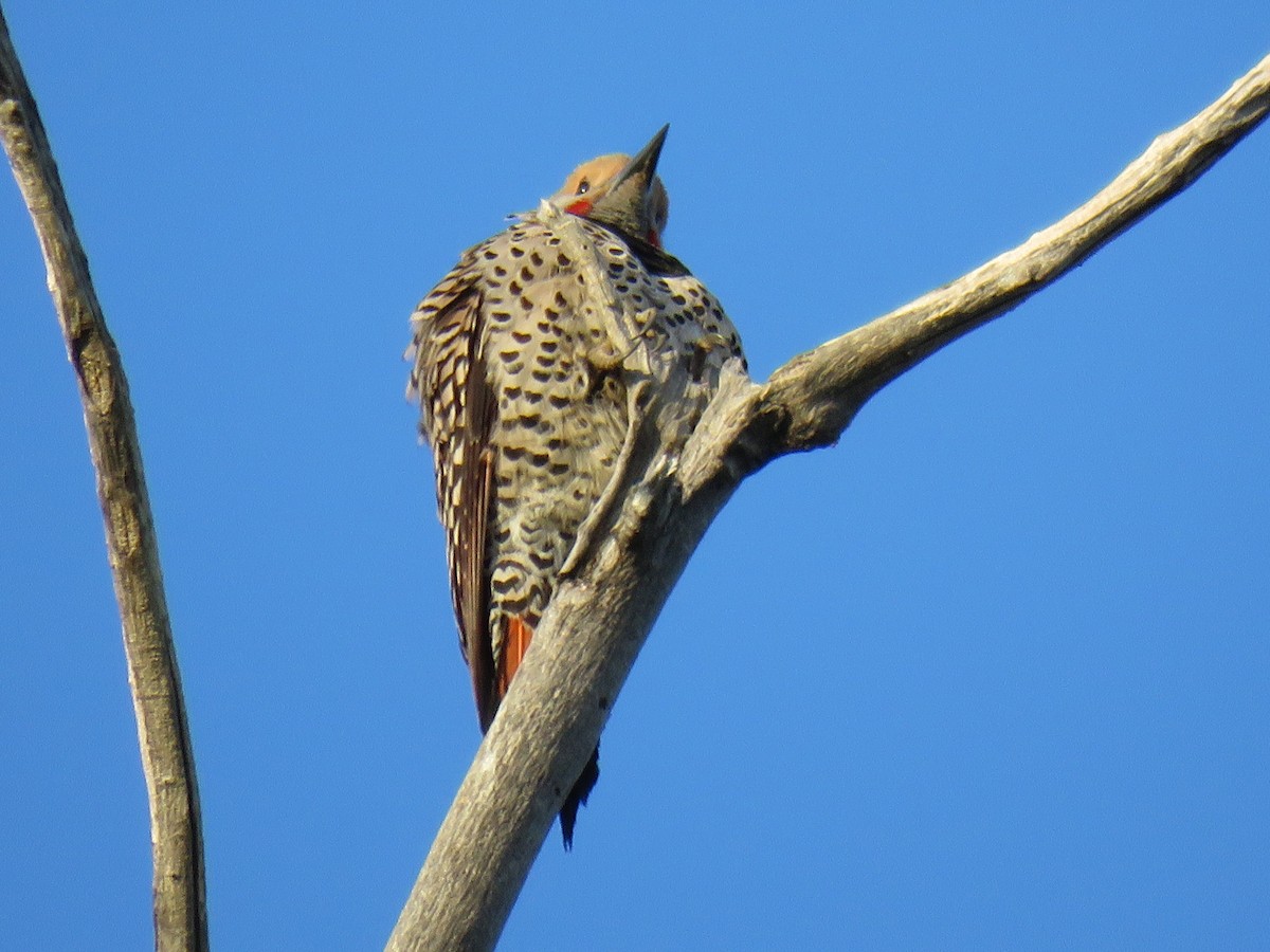 Northern Flicker (Red-shafted) - ML156186041