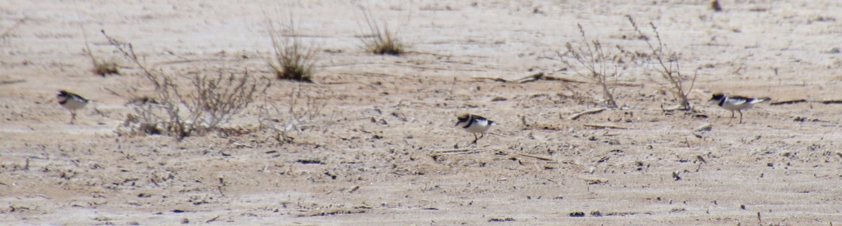 Semipalmated Plover - Chad Fike