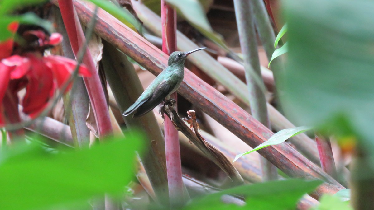Scaly-breasted Hummingbird - ML156194361