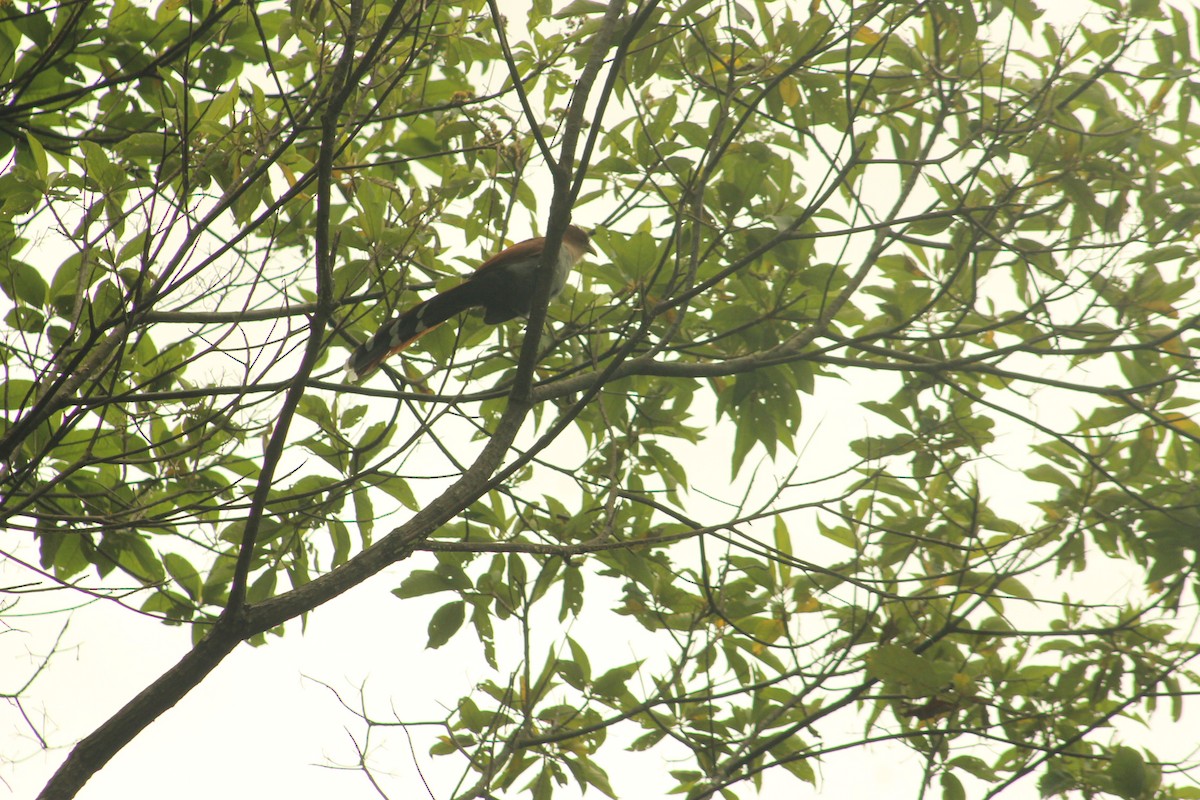 Squirrel Cuckoo - ML156194861