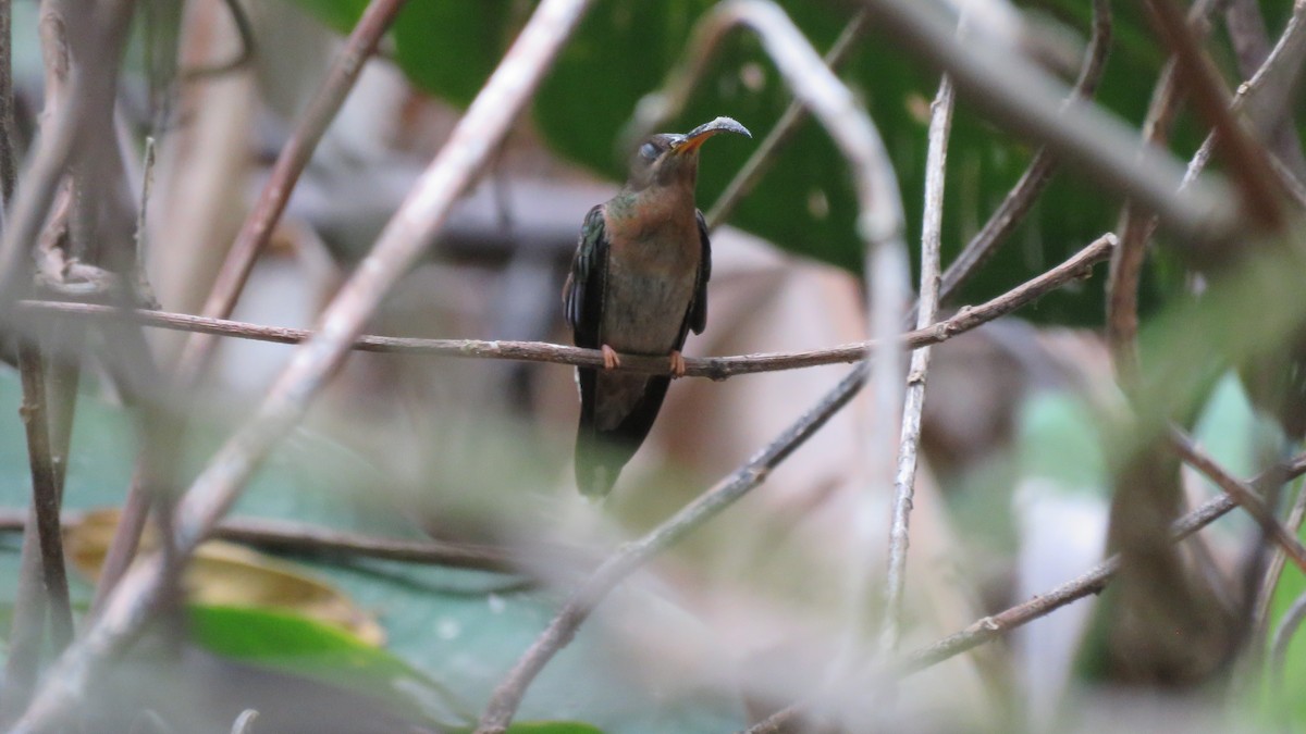 Rufous-breasted Hermit - ML156202911