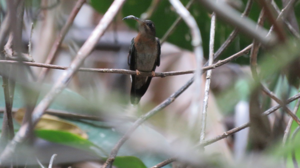 Rufous-breasted Hermit - ML156202951