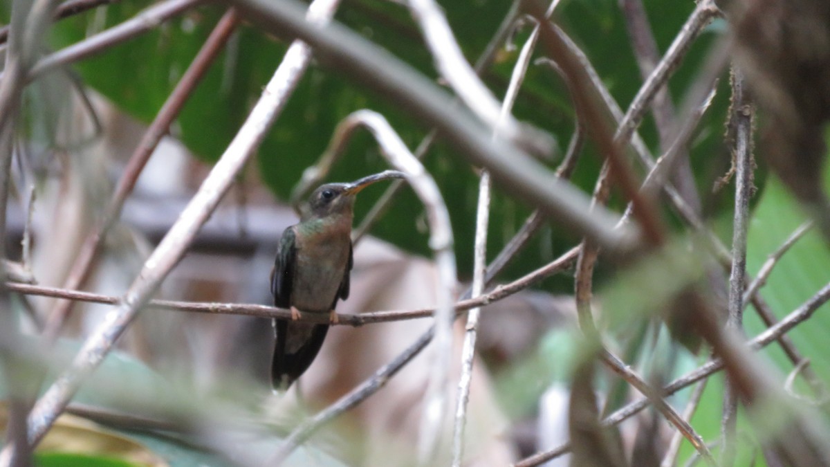 Rufous-breasted Hermit - ML156203001