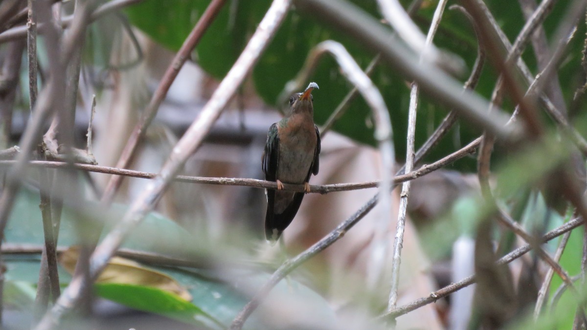 Rufous-breasted Hermit - ML156203011