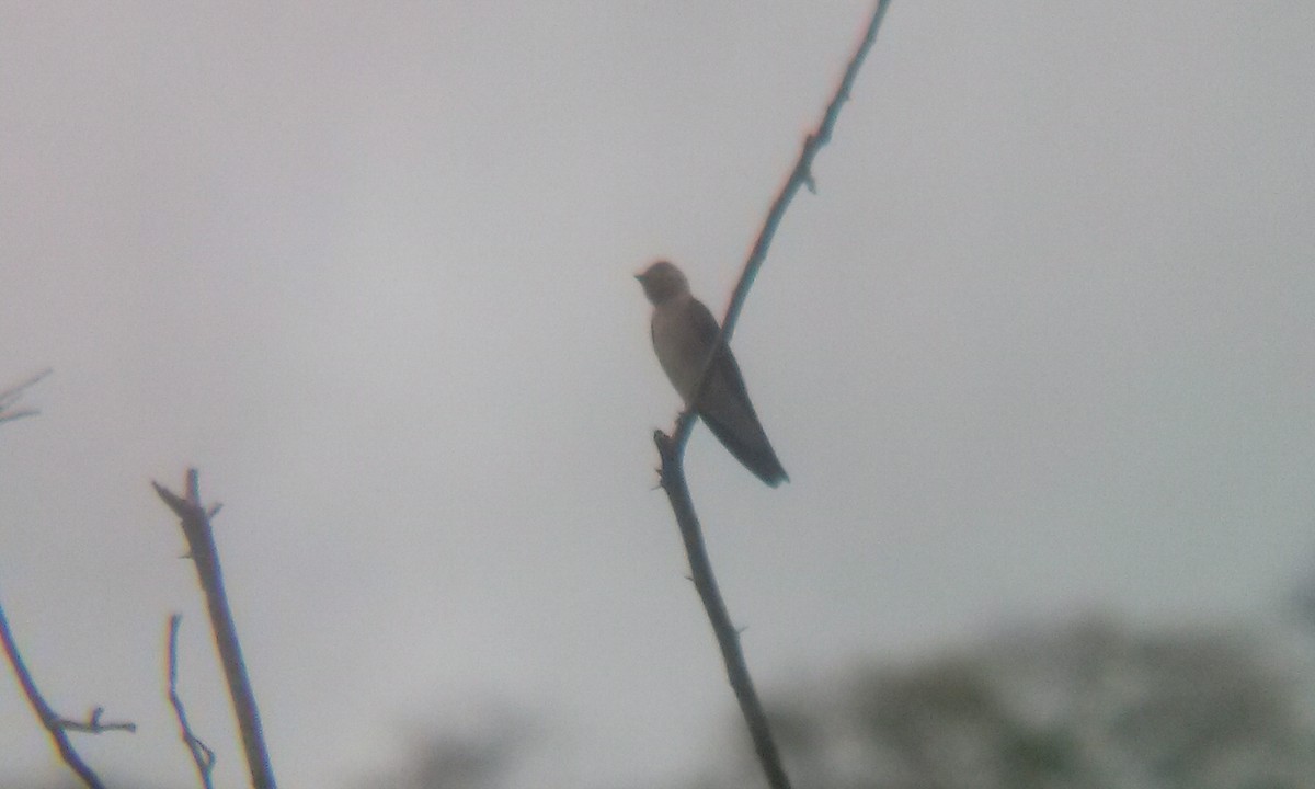 Southern Rough-winged Swallow - ML156204731