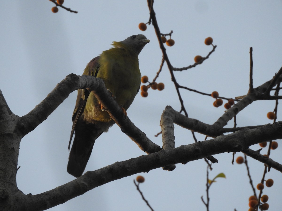 Yellow-footed Green-Pigeon - Manoj Karingamadathil