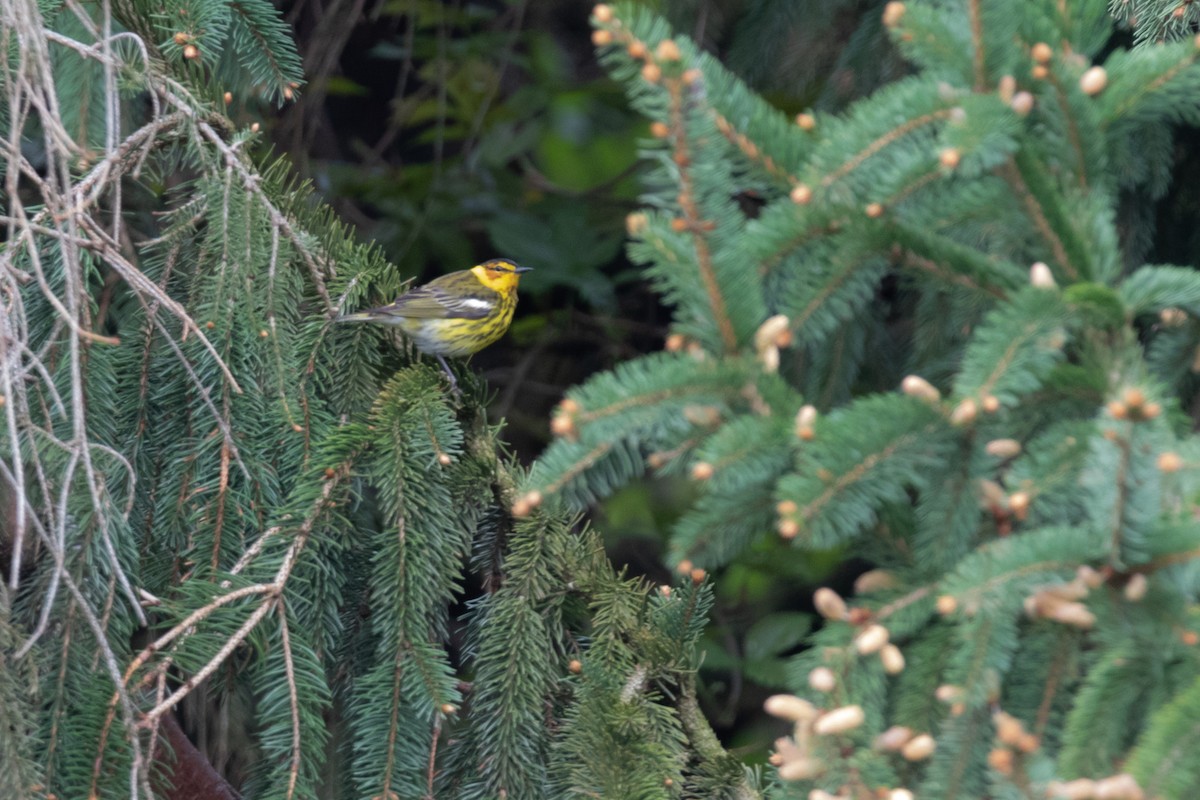 Cape May Warbler - ML156205631