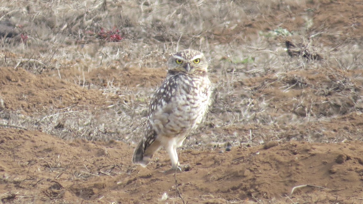 Burrowing Owl - ML156205961