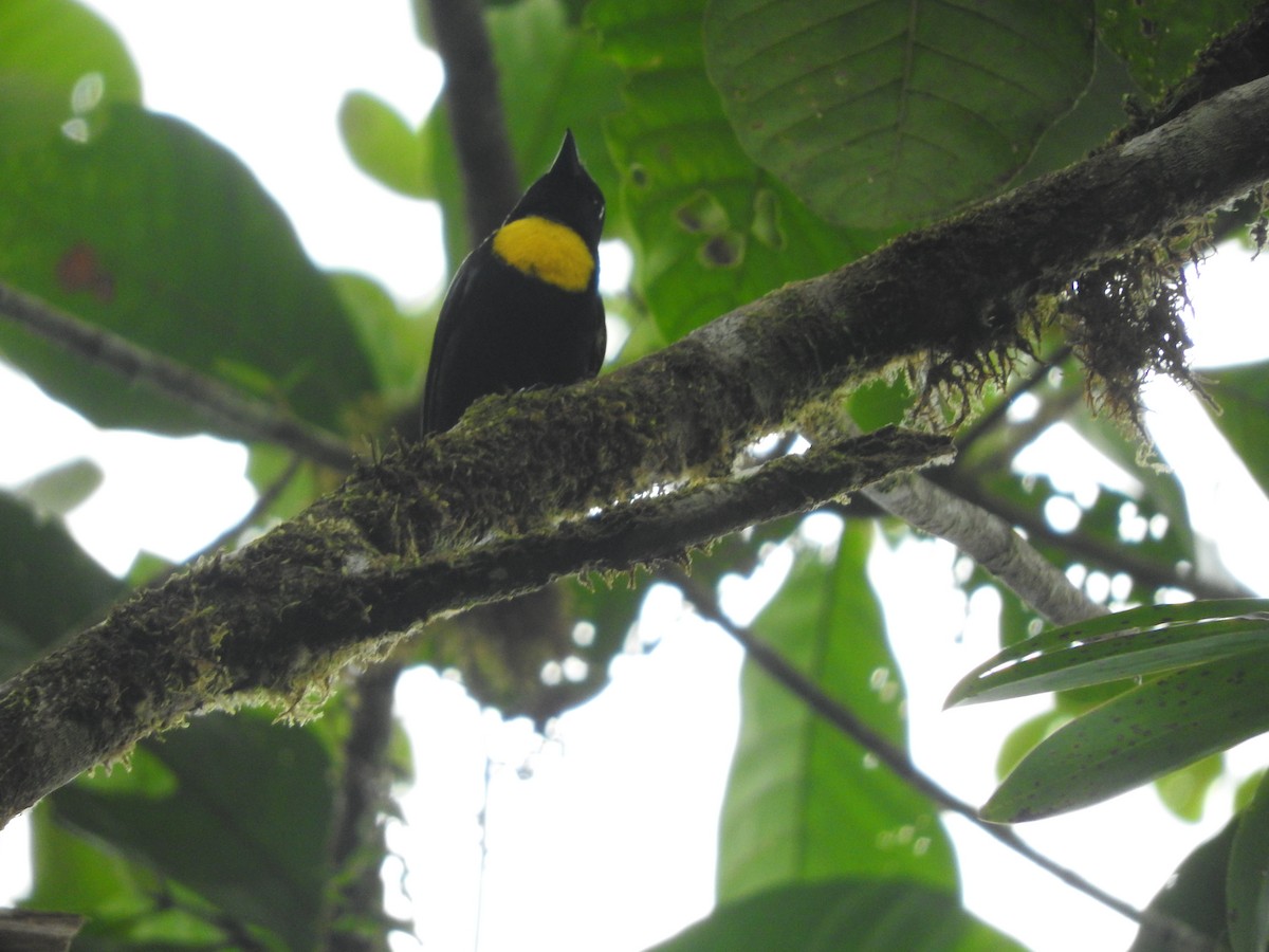 Golden-chested Tanager - Andrés Felipe Tigreros-Andrade