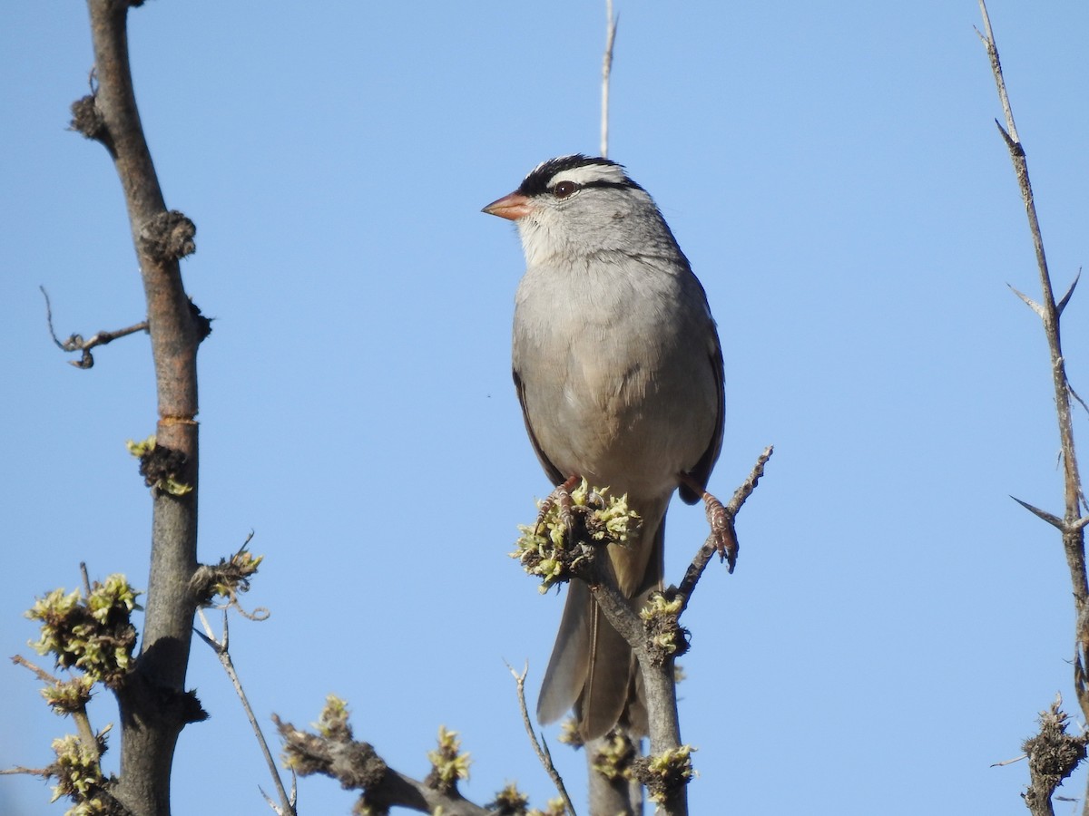 White-crowned Sparrow (Dark-lored) - Joel Gilb