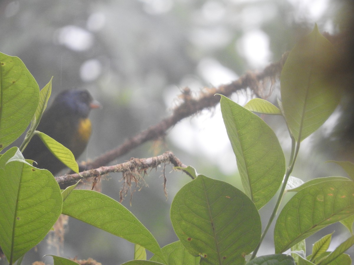 Moss-backed Tanager - ML156208251