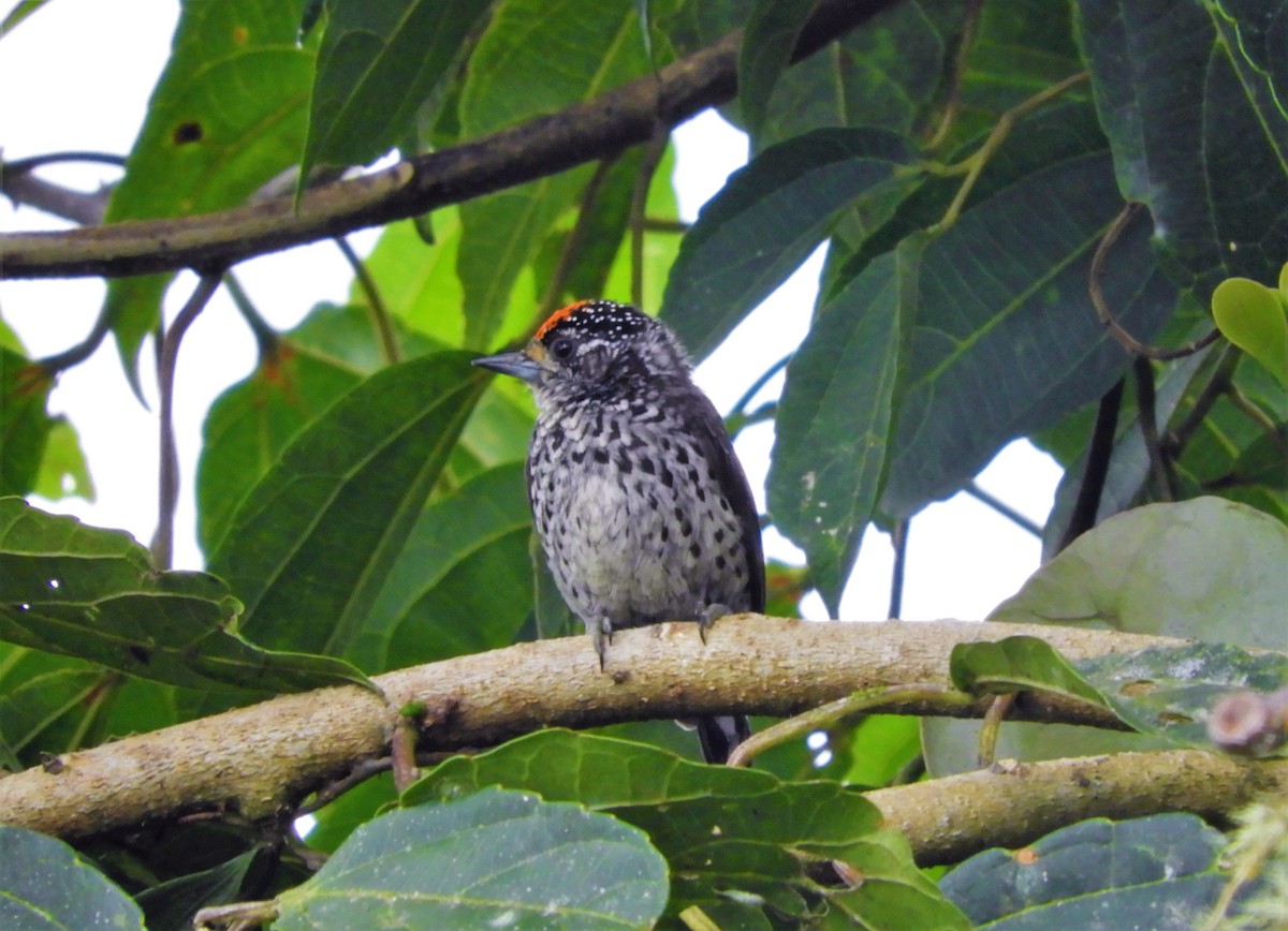 Ocellated Piculet - ML156226451