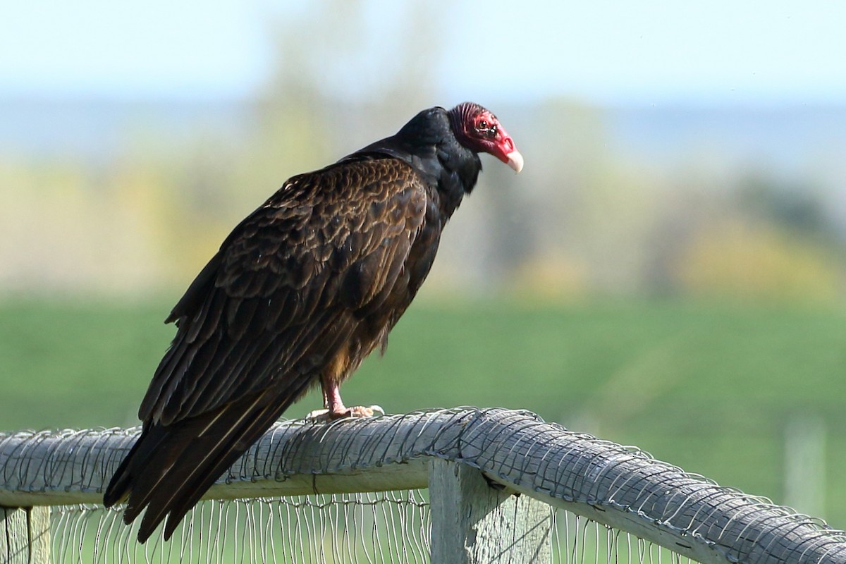 Turkey Vulture - Ron Podhajsky