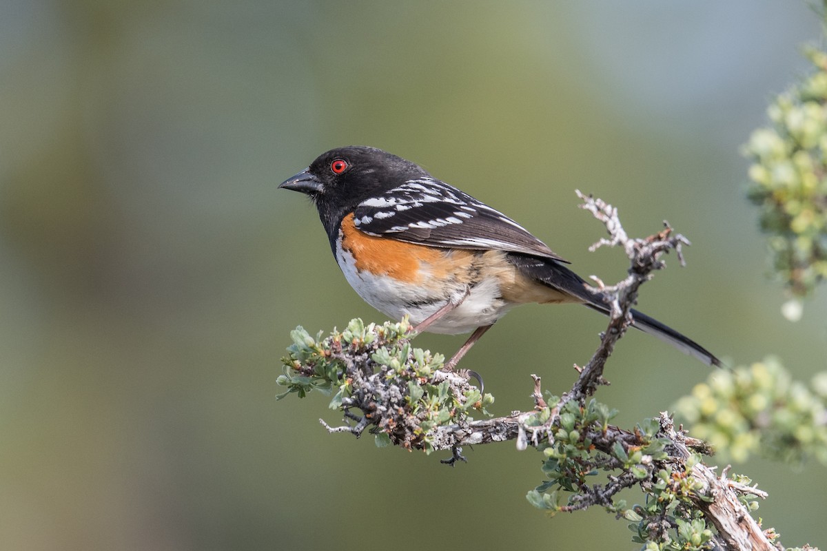 Spotted Towhee - ML156228531