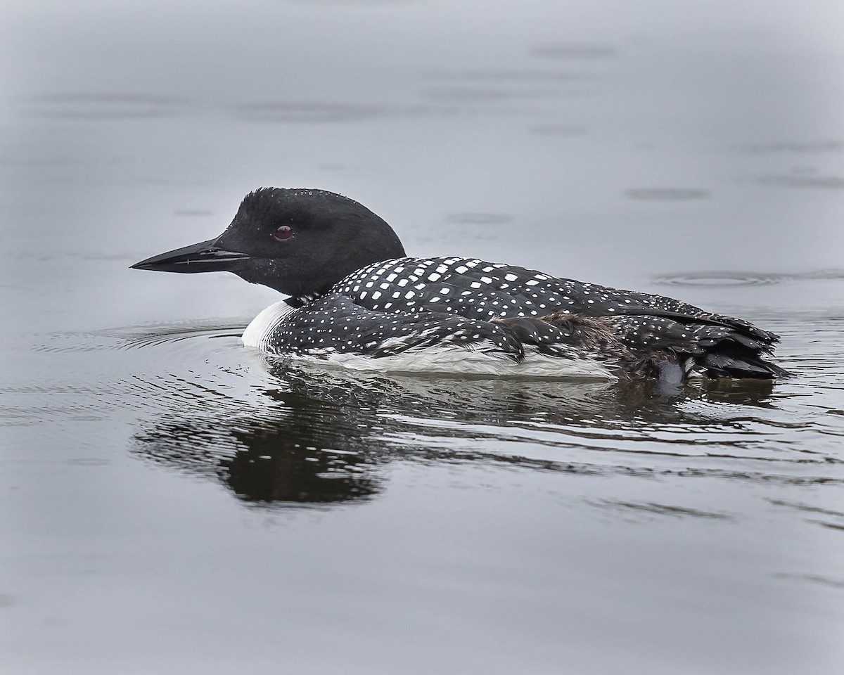 Common Loon - Jeremy Coleman
